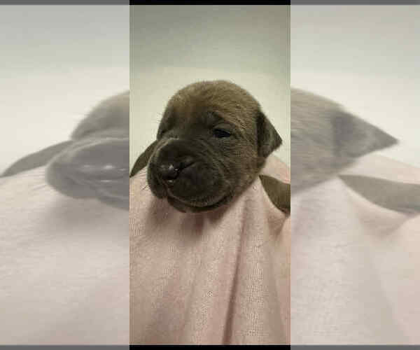 Medium Photo #4 Cane Corso Puppy For Sale in CAMBY, IN, USA