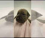 Small Photo #4 Cane Corso Puppy For Sale in CAMBY, IN, USA