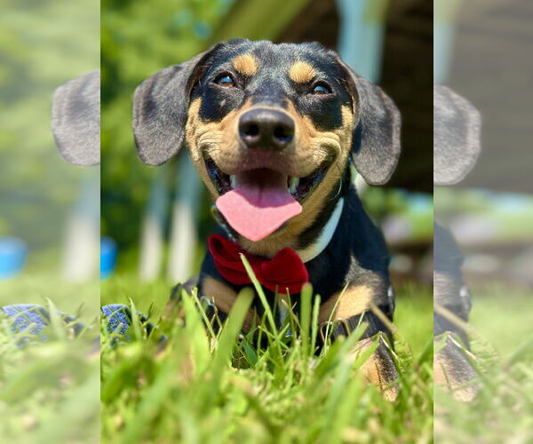 Medium Photo #1 Doxle Puppy For Sale in West Cornwall, CT, USA
