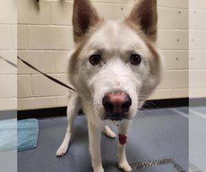 Siberian Husky Dogs for adoption in Denver, CO, USA