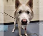 Small Siberian Husky