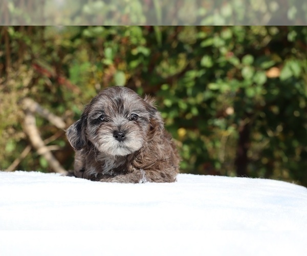 Medium Photo #23 ShihPoo Puppy For Sale in DYERSBURG, TN, USA