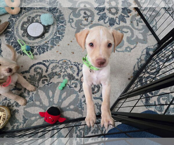 Medium Photo #3 Labrador Retriever-Unknown Mix Puppy For Sale in New London, WI, USA