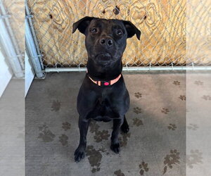 Berg - Male Labrador Retriever-Unknown Mix Dog for Adoption - Photo #2