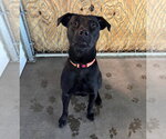 Small Photo #2 Labrador Retriever-Unknown Mix Puppy For Sale in Muskegon, MI, USA