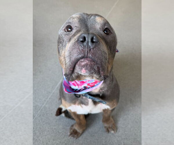 Medium Photo #6 Mutt Puppy For Sale in Jefferson, WI, USA