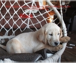 Puppy Black Labrador Retriever