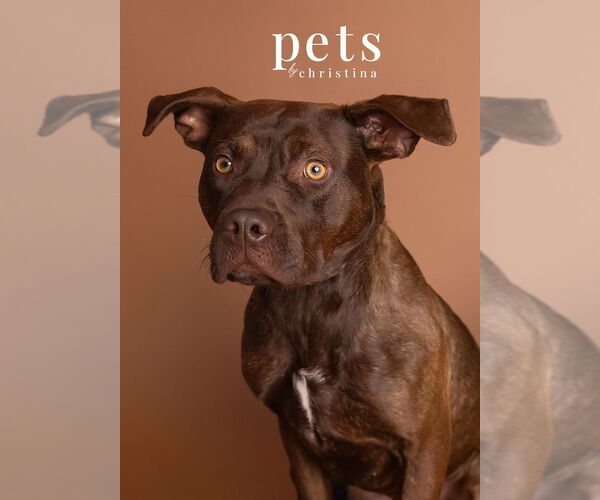 Medium Photo #3 Mutt Puppy For Sale in Foristell, MO, USA