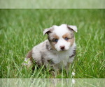 Small #6 Miniature Australian Shepherd