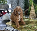 Puppy Stella Cavapoo