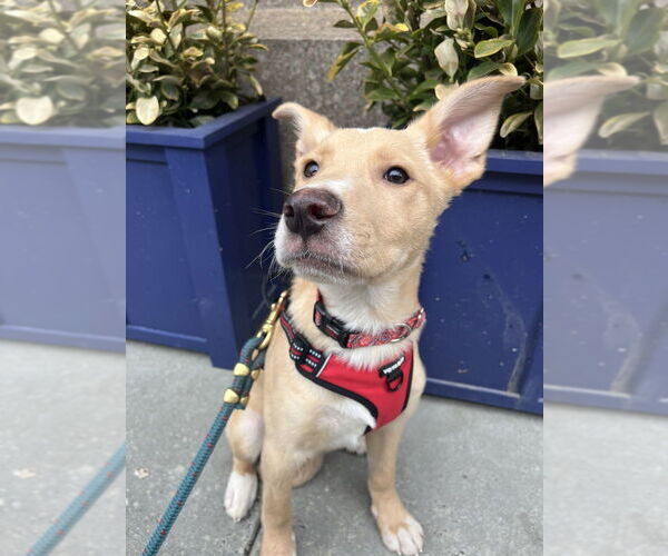 Medium Photo #12 Mutt Puppy For Sale in New York, NY, USA