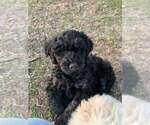 Puppy Rune Goldendoodle (Miniature)