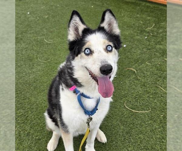 Medium Photo #2 Siberian Husky-Unknown Mix Puppy For Sale in Las Vegas, NV, USA