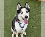 Small #1 Siberian Husky Mix