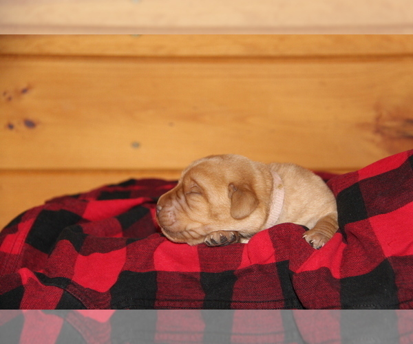 Medium Photo #7 Labrador Retriever Puppy For Sale in HYDE PARK, VT, USA
