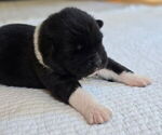 Puppy Togo Akita