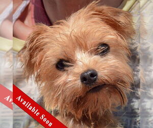 Mutt Dogs for adoption in Huntley, IL, USA