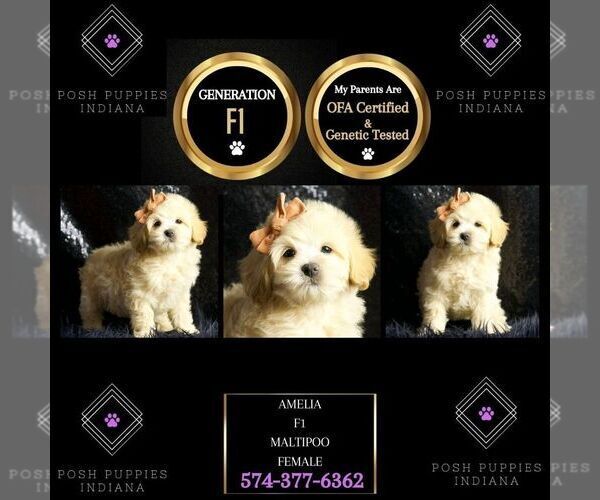 Medium Photo #137 Maltipoo Puppy For Sale in WARSAW, IN, USA