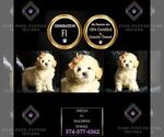 Small #5 Maltipoo