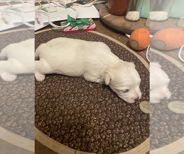 Medium Photo #5 Maltese Puppy For Sale in CHAMBERSBURG, PA, USA