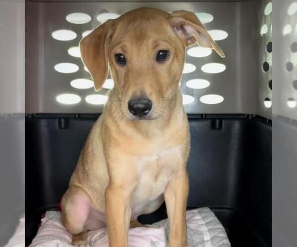 Medium Photo #4 Labrador Retriever-Unknown Mix Puppy For Sale in San Diego, CA, USA