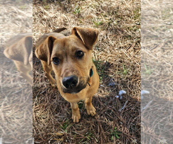 Medium Photo #2 Mutt Puppy For Sale in Boston, MA, USA