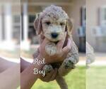 Small Photo #16 Goldendoodle (Miniature) Puppy For Sale in STELLA, NC, USA