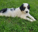 Image preview for Ad Listing. Nickname: Litter of 3