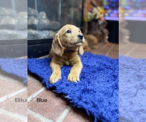 Miniature Labradoodle Puppy for sale in MURFREESBORO, AR, USA