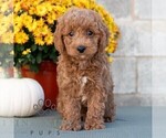 Lester - Male Poodle (Miniature) Puppy for Sale - Photo #3