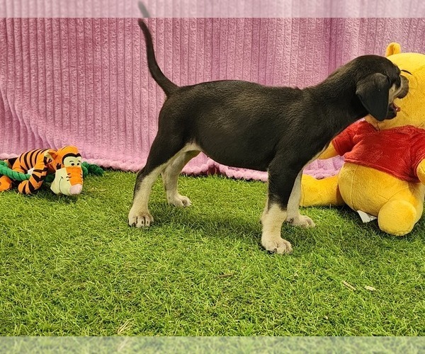 Medium Photo #6 Catahoula Leopard Dog Puppy For Sale in CUMBY, TX, USA