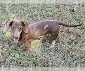 Dachshund Puppy for sale in CLARK, MO, USA