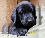 Small Photo #8 Labrador Retriever Puppy For Sale in OLYMPIA, WA, USA