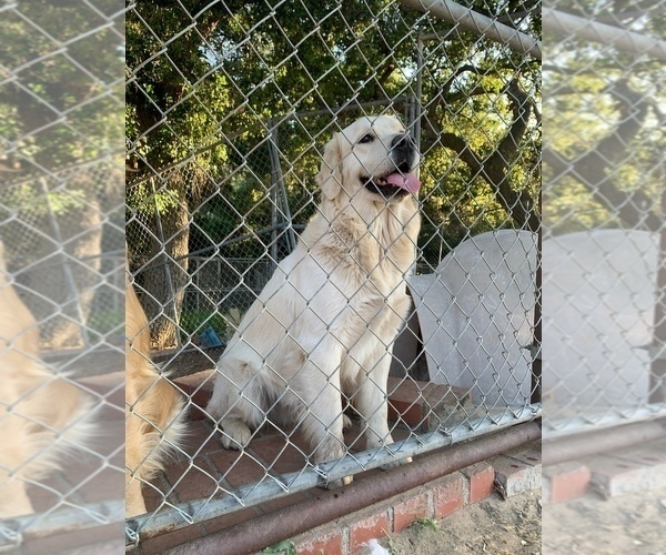 Medium Photo #1 Golden Retriever Puppy For Sale in WESTLAKE VILLAGE, CA, USA