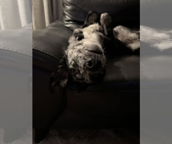 Medium Photo #3 Catahoula Leopard Dog-Unknown Mix Puppy For Sale in Duluth, MN, USA