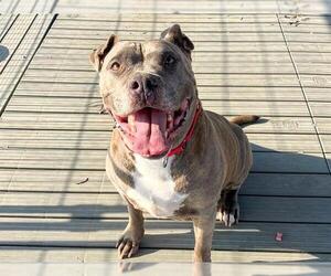 Mutt Dogs for adoption in Orange, CA, USA