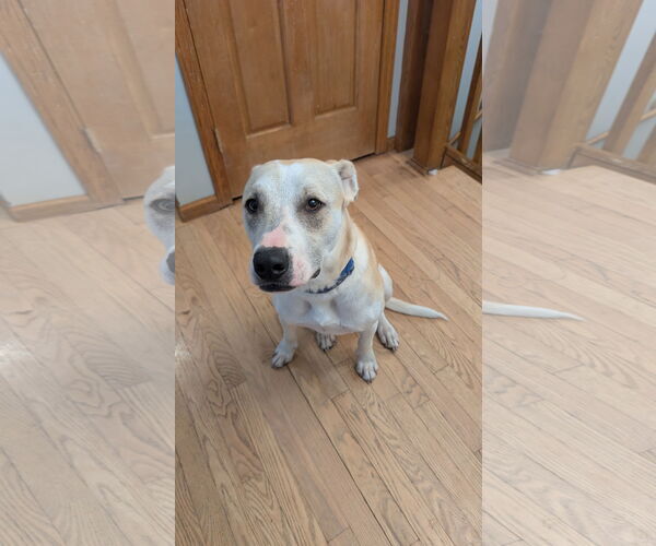 Medium Photo #3 Mutt Puppy For Sale in Minneapolis, MN, USA