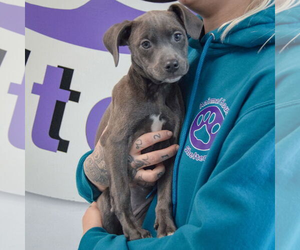 Medium Photo #3 American Staffordshire Terrier-Labrador Retriever Mix Puppy For Sale in Huntley, IL, USA