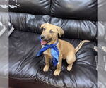 Small #6 Golden Labrador