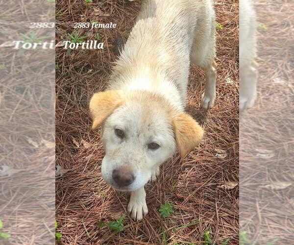Medium Photo #2 Retriever -Unknown Mix Puppy For Sale in Canton, CT, USA