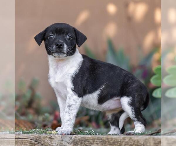 Medium Photo #2 Jack Russell Terrier-Unknown Mix Puppy For Sale in San Diego, CA, USA