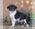 Small #1 Jack Russell Terrier Mix