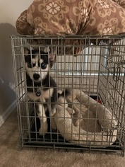 Siberian Husky Puppy for sale in SMYRNA, GA, USA