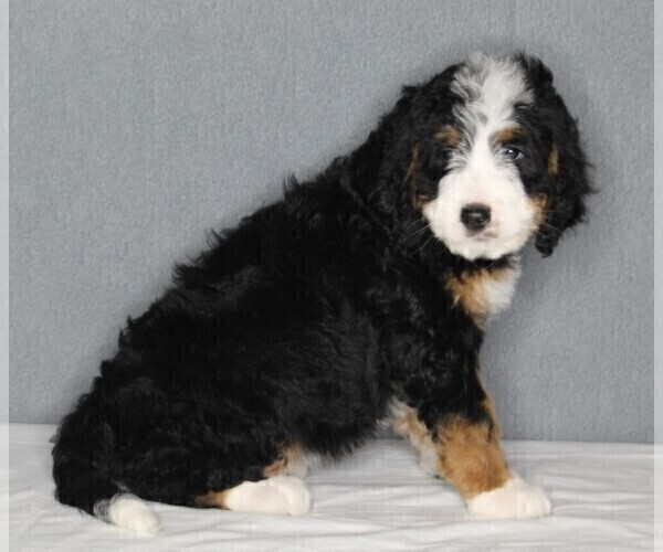 Medium Photo #3 Bernedoodle Puppy For Sale in FREDERICKSBURG, OH, USA