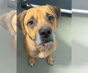 Bullmastiff Dogs for adoption in Fayetteville, NC, USA