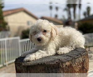 Poodle (Miniature) Puppy for sale in JURUPA VALLEY, CA, USA