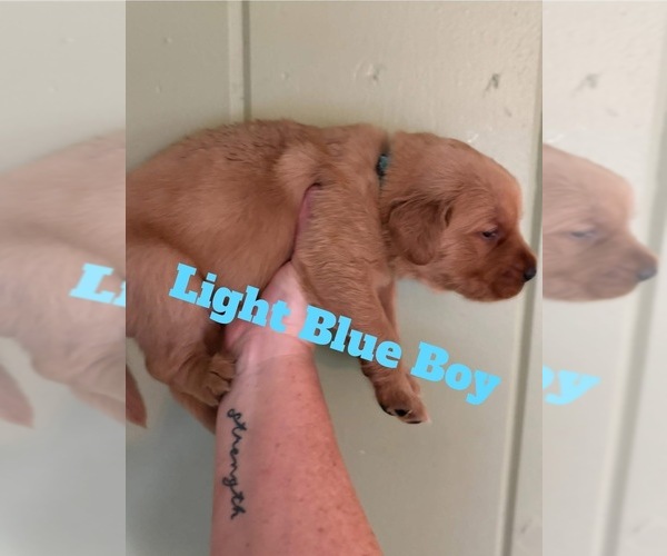 Medium Photo #4 Golden Retriever Puppy For Sale in NASHVILLE, TN, USA