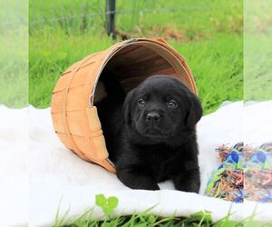 Labrador Retriever Puppy for Sale in HYDE PARK, Vermont USA