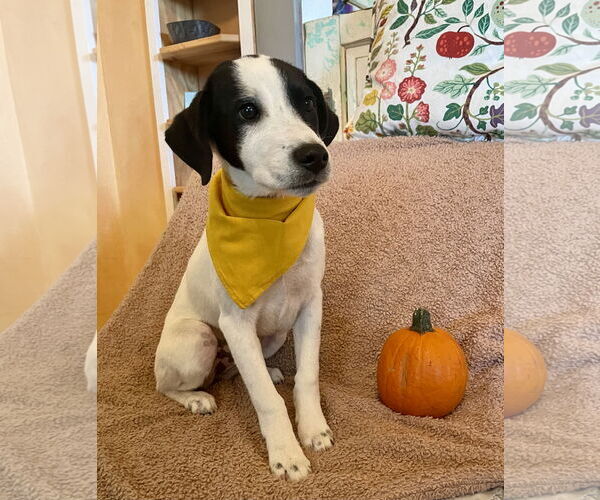 Medium Photo #2 Pointer-Unknown Mix Puppy For Sale in Rockaway, NJ, USA