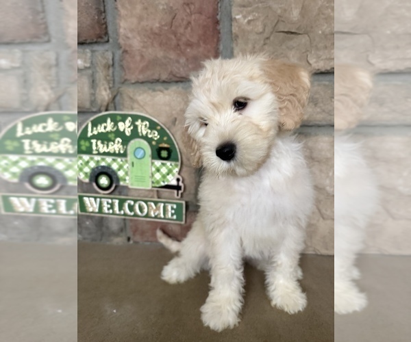 Medium Photo #3 Portuguese Water Dog Puppy For Sale in SWARTZ CREEK, MI, USA